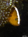  Surprese love this photo beautiful clown fish was scared therefore hidden but then came illuminated my flashThis picture taken Dumaguete during vacation April 2011 first experienc  